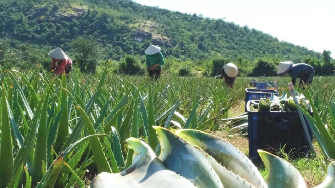 Từ cát nóng thành 'vàng xanh': Nông dân Ninh Thuận giàu lên nhờ Nha Đam